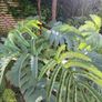 Melianthus major Honey bush Image 5