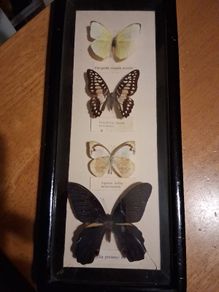taxidermy butterflies no3