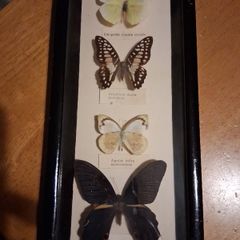 taxidermy butterflies no3