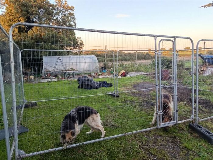 dog pen/ chicken run