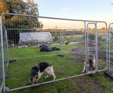 dog pen/ chicken run