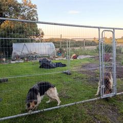 dog pen/ chicken run