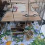 hamster cage Image 3