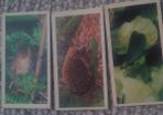 Woodland Wildlife. Brooke Bond Oxo 1980 series.