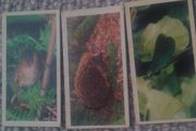 Woodland Wildlife. Brooke Bond Oxo 1980 series.