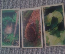 Woodland Wildlife. Brooke Bond Oxo 1980 series.
