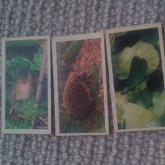 Woodland Wildlife. Brooke Bond Oxo 1980 series.