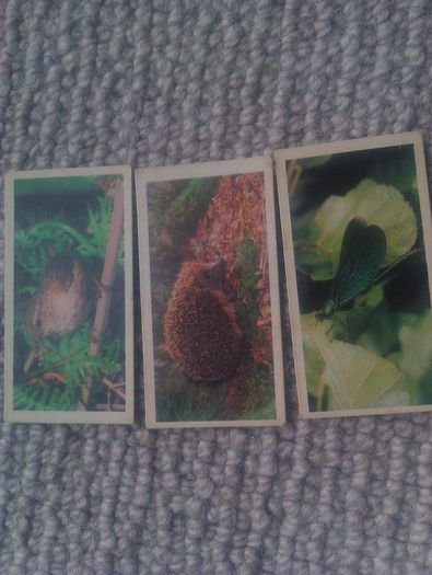 Woodland Wildlife. Brooke Bond Oxo 1980 series.