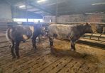 Pedigree Shorthorn Bulls