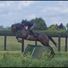 Horse@26