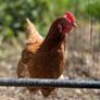 Chickens Image 2