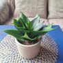 Healthy Sansevieria Hahnii in Decorative Pot Image 2