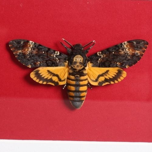Taxidermy Deaths Head Moth