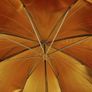 Black/Gold Reflective Photo Studio Umbrella Image 5
