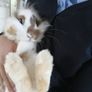 rabbit Image 3