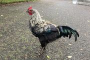 Rooster (Hybrid)
