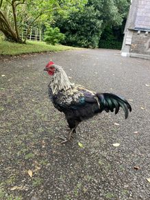 Rooster (Hybrid)