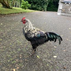 Rooster (Hybrid)