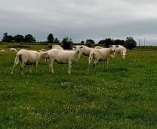 Hoggets Easy Care