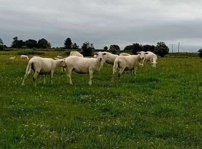Hoggets Easy Care
