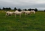 Hoggets Easy Care