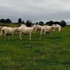 Hoggets Easy Care