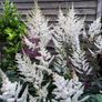 astilbe - pink white and red varieties Image 7