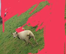 Two ewes inlamb carrying singles