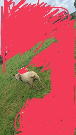 Two ewes inlamb carrying singles