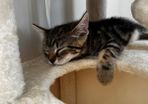2 11 week old kittens