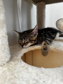 2 11 week old kittens