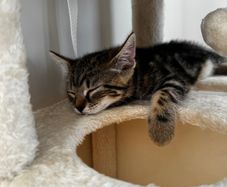 2 11 week old kittens