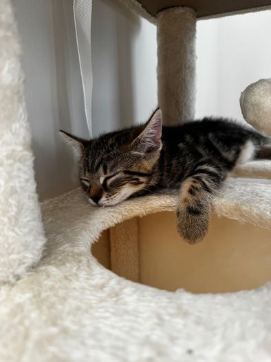 2 11 week old kittens