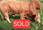 Easy Calving  Pbr Limousin  Bull By Eby