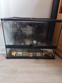 Reptile