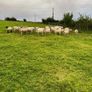 Quality Hoggets Image 10