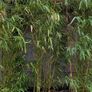 Bamboo plants Image 5