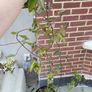 XL Honeysuckle Image 4