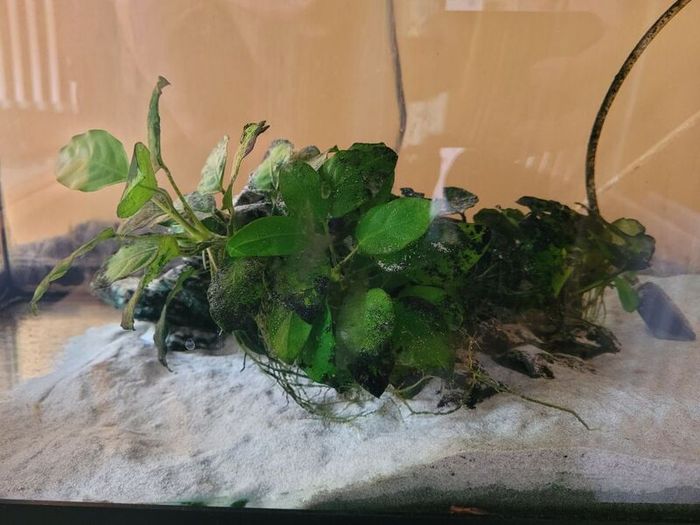 Aquarium with pump and plants