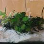 Aquarium with pump and plants Image 7