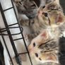 Kittens for adoption Image 8