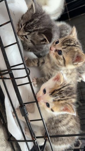 Kittens for adoption