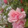 Climbing and Rambling Albertine Rose Image 3