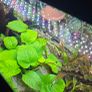 aquarium led light Image 2