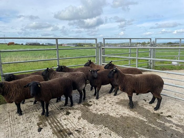 Sheep - Nine Dutch-spotted-Cross Hoggets 300 each