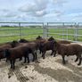 Sheep - Nine Dutch-spotted-Cross Hoggets 300 each Image 3