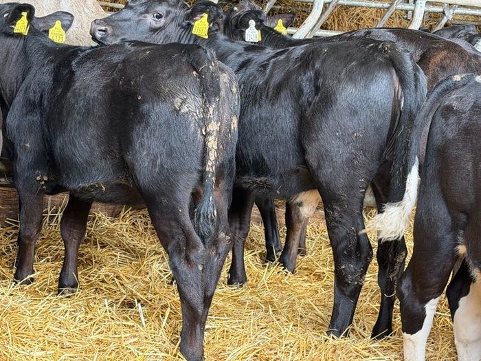31 Properly Well Fed Calves