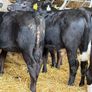 31 Properly Well Fed Calves Image 5