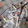 Next suit label size 8 9 years old pls read description Image 3