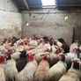 50 super ewe lambs Image 9